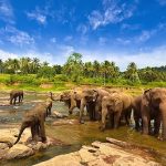 Taman Nasional Way Kambas: Wisata Edukasi Gajah di Lampung
