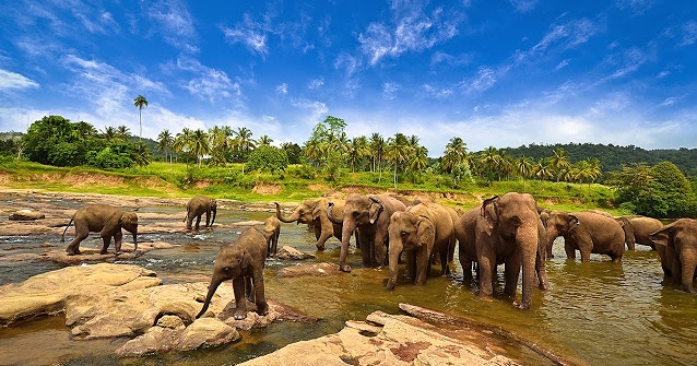 Taman Nasional Way Kambas: Wisata Edukasi Gajah di Lampung